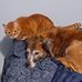 Janice L. Leighton - Facebook