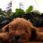 @janice_levinavb - Instagram