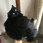 Janice Levine prysi - @janicelevineprysi - Instagram