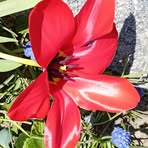 Janice Lew - Facebook