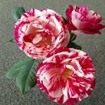 Janice Maber - @janicemaber - Instagram