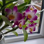Janice Macleod - @justjanicemacleod7 - Instagram