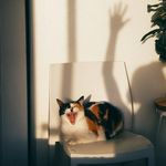 @janicewidmaier626 - Instagram
