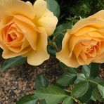 Janice Major - Facebook