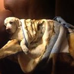Janice Major - @janice_major - Instagram