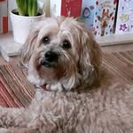 Janice Mapleston - @janicemapleston - Instagram