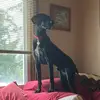 Janafen - @janicedemars - TikTok