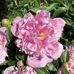 Janice G. McNulty - Facebook