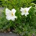Janice McQueen - Facebook