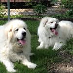 Janice Meeks Kulka - @janicemeekskulka - Instagram