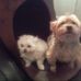 Janice Mortimer - Facebook