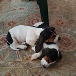 Janice Munro - @banjo_and_lucy - Instagram