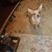 Janice Rector - Facebook