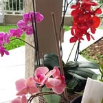 Janice Rosa - @janice.rosa.9484 - Instagram