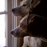 Janice Sampson - @puppylovejrs - Instagram