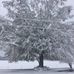 Janice Sauer - Facebook