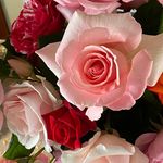 Janice Schubert - @schubertjanice - Instagram