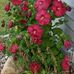 Janice Shepard - Facebook