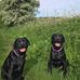 Janice Sorrell - Facebook