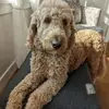 janicespry - @janicespry - TikTok