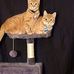 Janice Sutton - Facebook