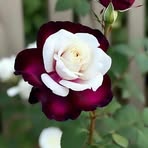 Janice Syverson - Facebook