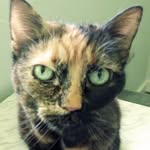 Janice Tobin - @tortietalest - Instagram