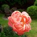 Janice Tully - Facebook