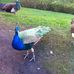 Janice Vaughan - Facebook