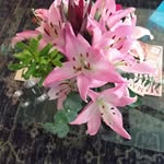 Janice Vest - @vestjanice610 - Instagram