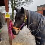 Ggt pony partys @ cloybank - @janicewalker4841 - Instagram
