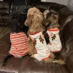 Janice Westfall - @2doodles_1husky_2grandsons - Instagram