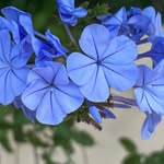 Janice Wilson - @janicesallotment - Instagram
