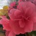 Janice Wimmer - Facebook