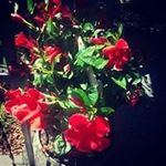 Janice Winstead - @jlwinstead316 - Instagram