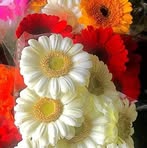 Janice Witzke - Facebook