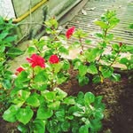 Janice.yeh - @janice99388 - Instagram