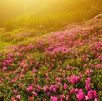 Janice Yin - Facebook