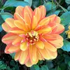 janiceyin400 - @janiceyin400 - TikTok