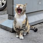 Janice Yiu - @janicko22 - Instagram