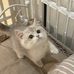 Janice Yung - Facebook
