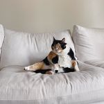 Jane Avery - @janeaverythecat - Instagram