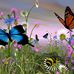 Janie Buckner - Facebook