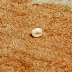 janie buckner - @janie_bug - Instagram