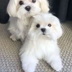 Jane Dyer - @janedyer59131l - Instagram