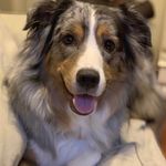 Janet Greer - @imscouttheaussie - Instagram