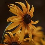 Janie Greer - @janiegreer53 - Instagram