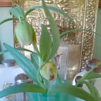Janie Gregg - Facebook