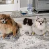 janiehamby108 - @janiehamby108 - TikTok