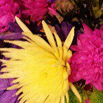 @janie_harper - Instagram